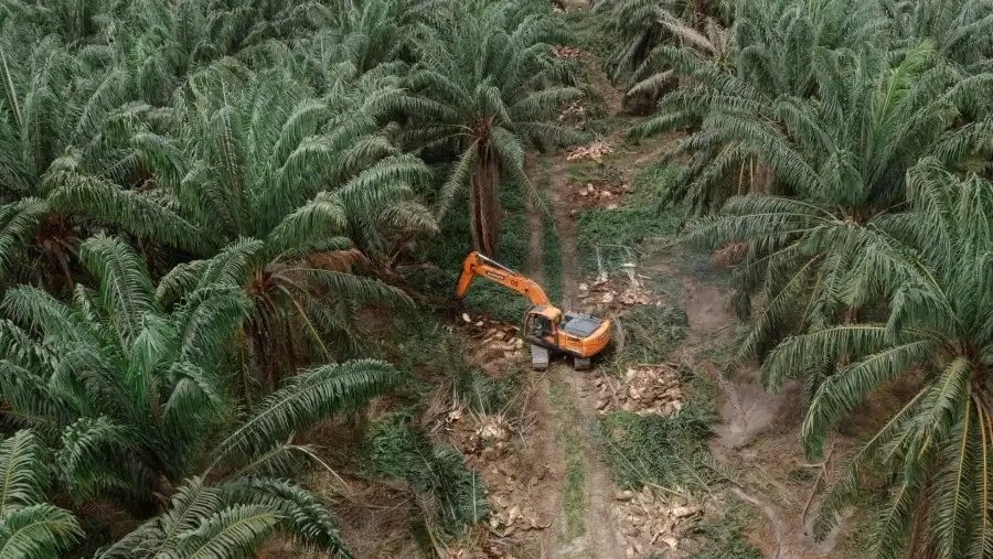 Kebon-Sawit