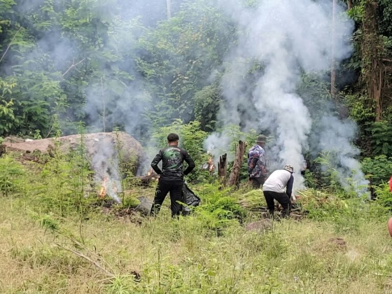 Deninteldam IM Temukan 1,5 Hektare Ladang Ganja di Pegunungan Lamteuba